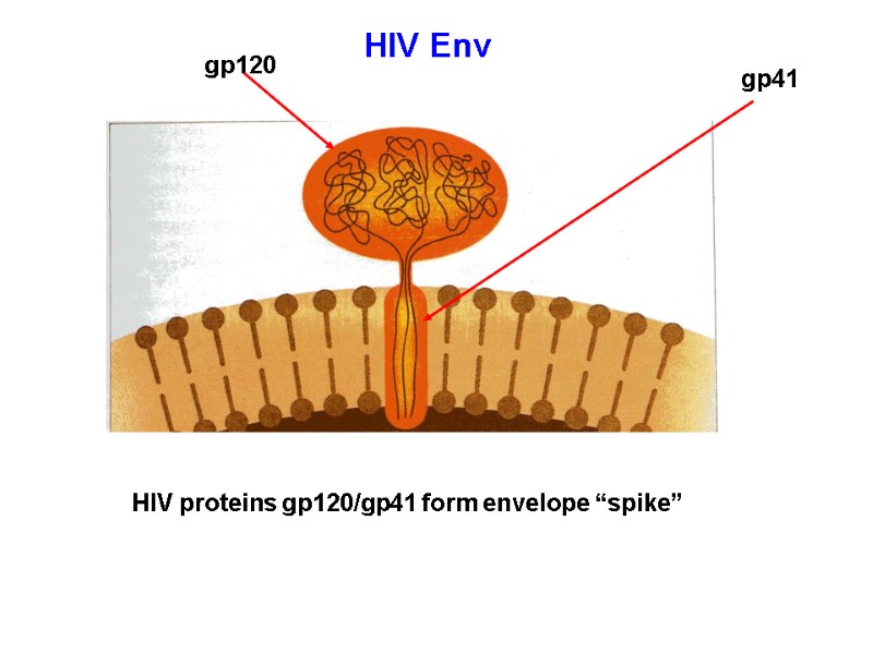 HIV proteins gp120/gp41 form envelope “spike” HIV Env